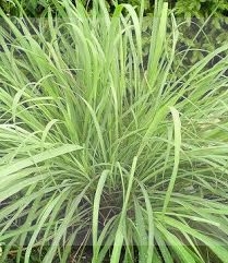 Trawa Cytrynowa
