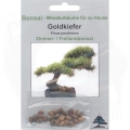 Sosna żółta Pinus ponderosa Bonsai 1.jpg