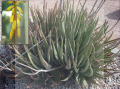 Aloe vera2.png