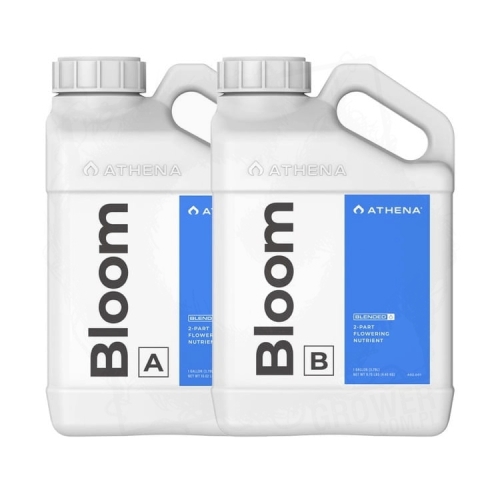 bloom 1.jpg