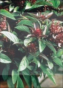 Bazylia Tajska Ocimum basilicum Thai