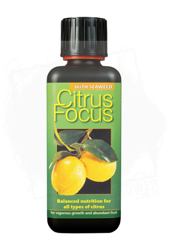 citrus.jpg