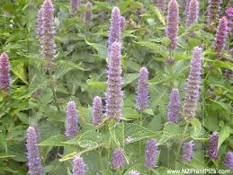 Korean Mint