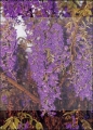 Afrykańska Wisteria ( Bolusanthus speciosus ) - 15 nasion.jpg