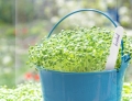Herbgarden Plant Tags biale etykiety do opisywania roslin 30szt 3.jpg