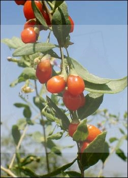 Tybetańska jagoda Goji ( Lycium chinensis ) - 200 nasion.jpg
