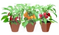 Chilli-Trio Red Hot Chilli 0.jpg