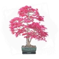 Bonsai Sweet Gum 2.jpg