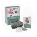 Bonsai Sweet Gum 1.jpg