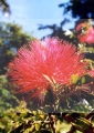 Bonsai Powderpuff - Indoorbonsai 2.jpg