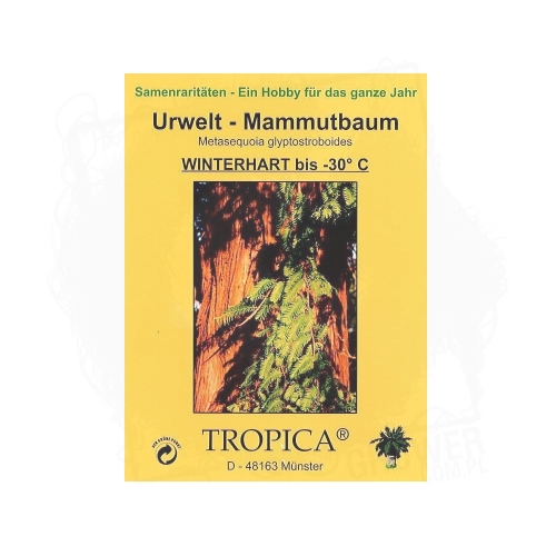 Metasekwoja chińska BT.jpg