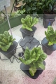 PLANT!T? aeros IV master - main 2.jpg