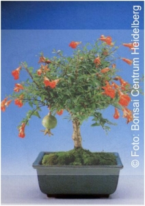 Punica granatum nana Bonsai - Indoor bonsai