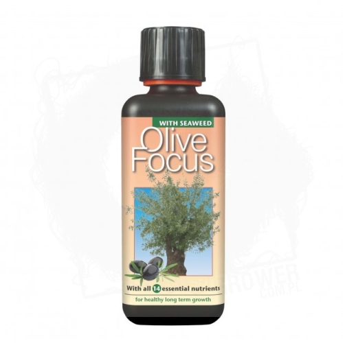 Olive.jpg