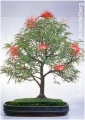 Bonsai Powderpuff - Indoorbonsai.jpg