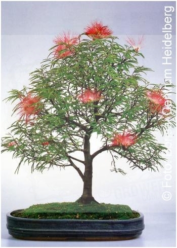 Bonsai Powderpuff - Indoorbonsai.jpg
