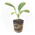 ROOT! T Natural Sponge naturalne gąbki torfowe 50szt  (2).jpg