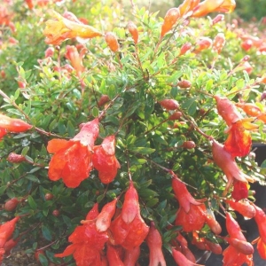 Punica granatum nana - Outdoorbonsai - 18 °C
