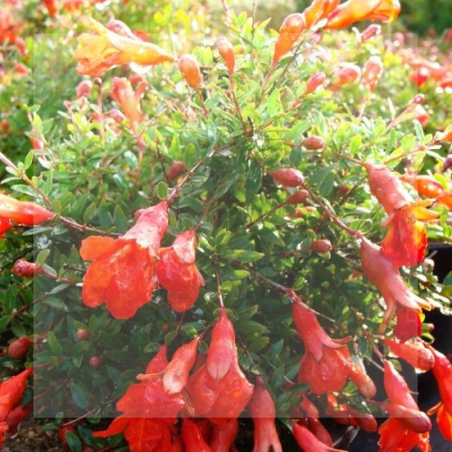 punica granatum Nana.jpg