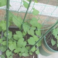 Herbgarden Flower-Support Bracket 2.jpg