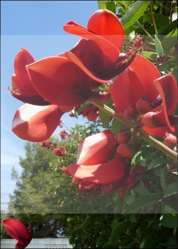 1Erythrina_crista-galli.jpg