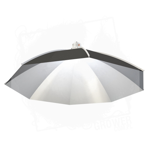 Daisy ?100 cm 3 BT.jpg