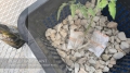 mykos root paks 4.jpg