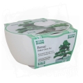 Bonsai Grow Set Pine Tree 1.jpg