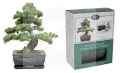 Bonsai Jerusalem Pine 2.jpg