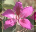 Mountain Ebony 2.jpg