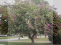 Mountain Ebony 1.jpg