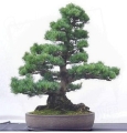 Australian Pine Bonsai  - Indoorbonsai.jpg
