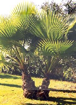 Washingtonia robusta.jpg