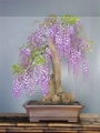 Bolusanthus speciosus.jpg