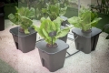PLANT!T? aeros IV master - main.jpg