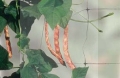 Siatka ogrodnicza Flora3.jpg
