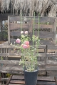 Herbgarden Flower-Support Bracket 6.jpg