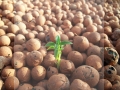 Clay-Pebbles.jpg