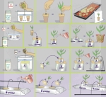 Wszechstronność kostek Grodan BT.jpg