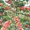 coffea arabica nana tropica 2.jpg