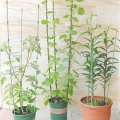 Herbgarden Flower-Support Bracket 8.jpg