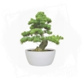 Bonsai Grow Set Pine Tree 2.jpg