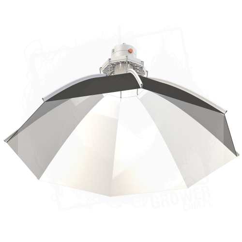 Daisy ?60 cm 3 BT.jpg