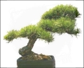 Sosna żółta Pinus ponderosa Bonsai.jpg