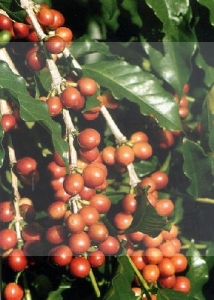 Kawa arabica - coffea arabica nana