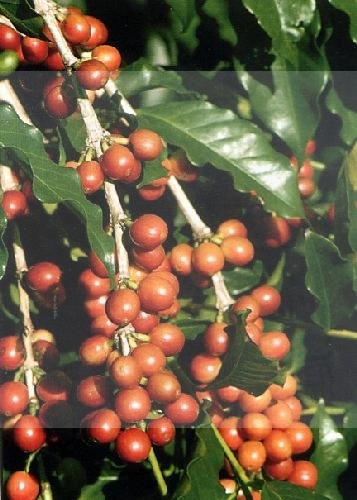 coffea arabica nana tropica 1.jpg
